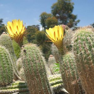 Przygotowanie do przesadzania