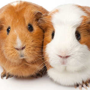 Przygotowanie do kąpieli