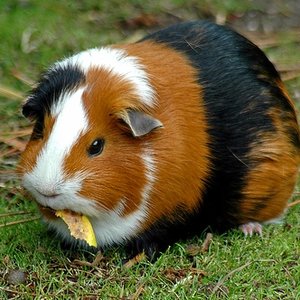 Przygotowanie świnki