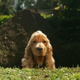 Co zrobić, żeby pies nie kopal dołów w ogrodzie?