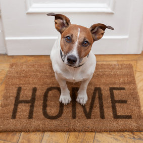 Pies jest członkiem rodziny