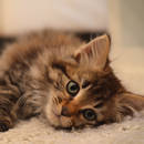 Właściwy sposób czyszczenia zębów kota