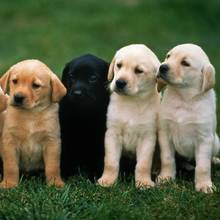 Domowe sposoby na pchły u psów