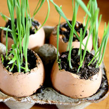 Jak zasiać trawkę ozdobną w skorupkach jaj?