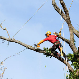Przycinamy gałęzie drzewa – krok pierwszy