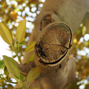 Przycinamy gałęzie drzewa – krok piąty