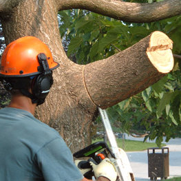 Przycinamy gałęzie drzewa – krok czwarty