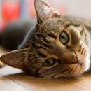 Sposób zachęcenia chorego kota do jedzenia