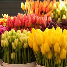 Łatwy sposób pielęgnacji ciętych kwiatów