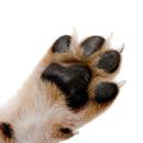 Co robić, kiedy pies zrani się w opuszkę?