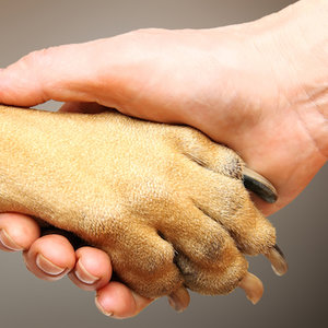 Tamowanie krwawienia