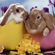 Jak przygotować zajączka wielkanocnego z jajka?