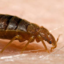 Skuteczne sposoby na pluskwy łóżkowe