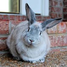 Jak skutecznie zwalczyć pchły u królika?