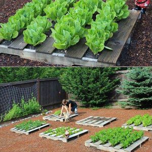 Pielęgnacja sadzonek