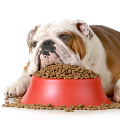 Jakie są objawy skrętu żołądka u psa?
