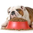 Jakie są objawy skrętu żołądka u psa?