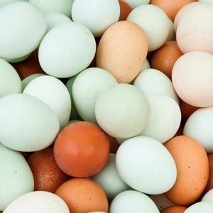 Niezbędne składniki spożywcze