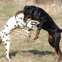 Jak rozdzielić psy, które się gryzą?
