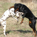 Jak rozdzielić psy, które się gryzą?