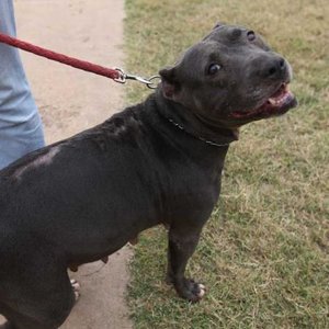 Co zrobić, gdy psy się gryzą – podstawowe zasady