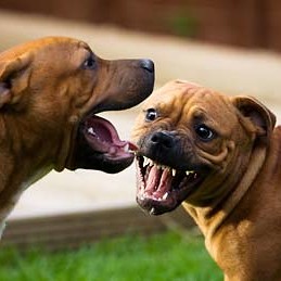 Czy każdy konflikt między psami jest niebezpieczny?