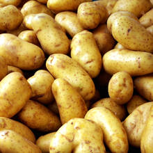 Zbiór i przechowywanie ziemniaków – podstawowe zasady