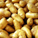 Zbiór i przechowywanie ziemniaków – podstawowe zasady