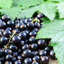 Zasady sadzenia czarnej porzeczki