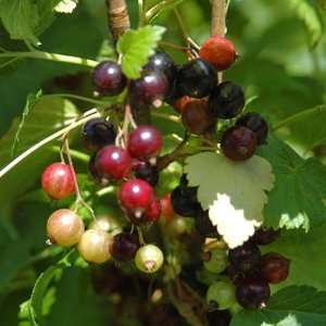 Sadzenie czarnej porzeczki