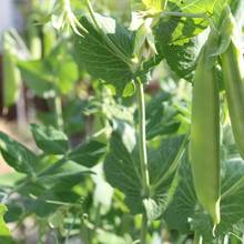Zasady sadzenia i pielęgnacji groszku cukrowego