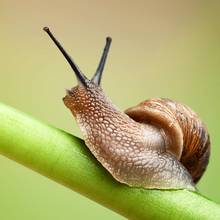 Skuteczne sposoby zwalczania ślimaków