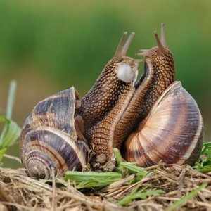 Pułapka na ślimaki