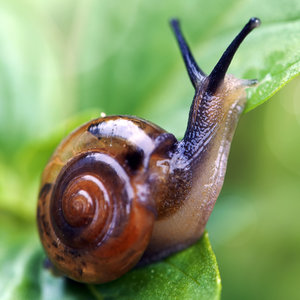 Bariera przed ogródkiem