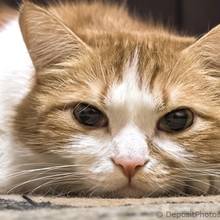 Jak rozpoznać chorobę u kota?