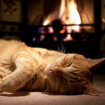 Zmiana zachowania kota