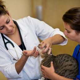 Inne szczególne objawy