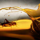 Jak zrobić skuteczny odstraszacz na insekty z olejków eterycznych?