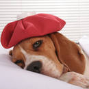 Jak rozpoznać nosówkę u psa?