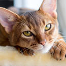 Ciekawa zabawka dla kota – patyczek z piórkami