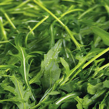 Zasady sadzenia i uprawy rukoli