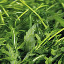 Zasady sadzenia i uprawy rukoli