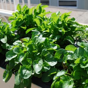 Wykorzystanie rukoli