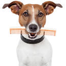 Jak postępować w czasie linienia psa?