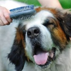 Czesanie psa
