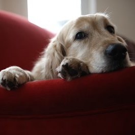 Jak zachować porządek w domu?