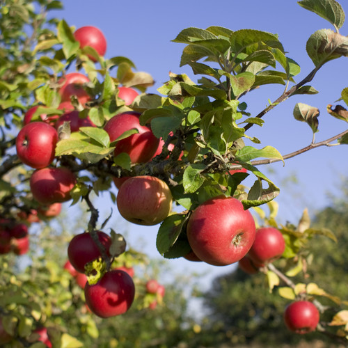 Podstawowe zasady nawożenia jabłoni