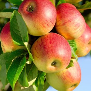 Stan gleby pod jabłonią