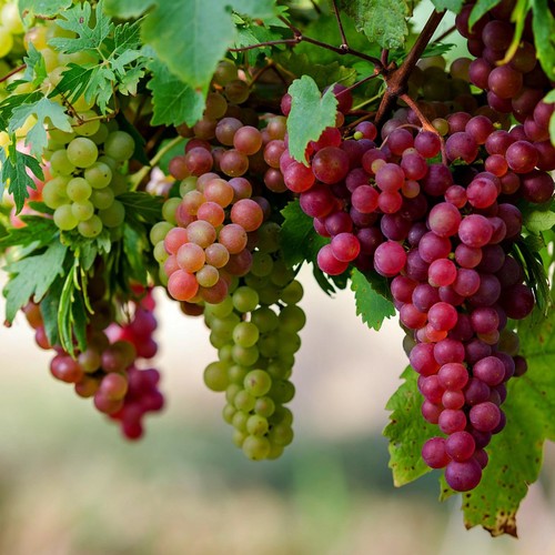 Detoks z winogron