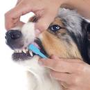 Jak przygotować dobrą pastę do zębów dla psa?